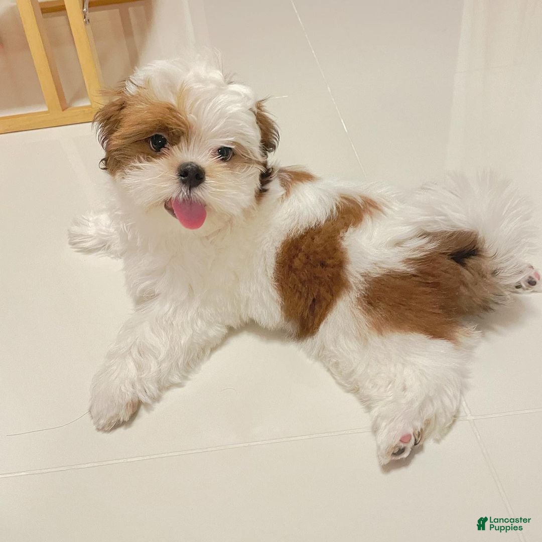 Shih Tzu dogs Shih Tzu  - Ad 1