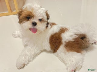 Shih Tzu dogs Shih Tzu - Ad 1
