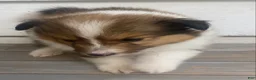 Shetland Sheepdog dogs for sale: Leif  - Ad 17