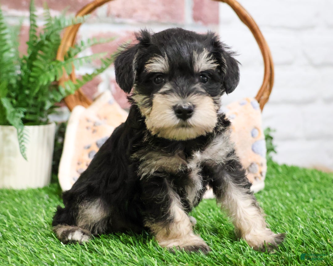 Miniature Schnauzer dogs for sale: Gus - Ad 5