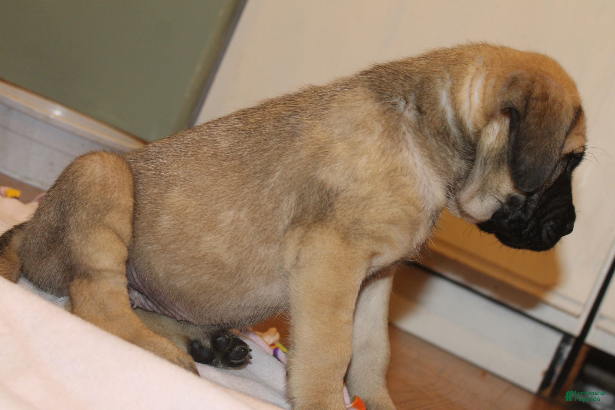 English Mastiff dogs English Mastiff 3 - Ad 1