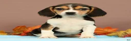 Beagle dogs for sale: Dolly - Ad 1