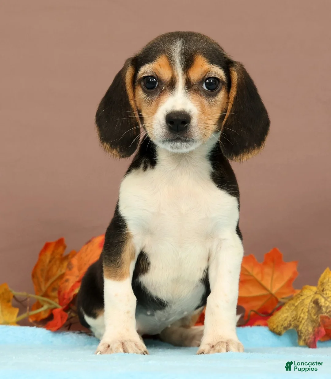 Beagle dogs for sale: Dolly - Ad 1