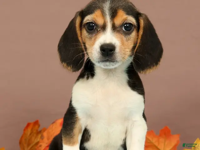 Beagle dogs for sale: Dolly - Ad 1