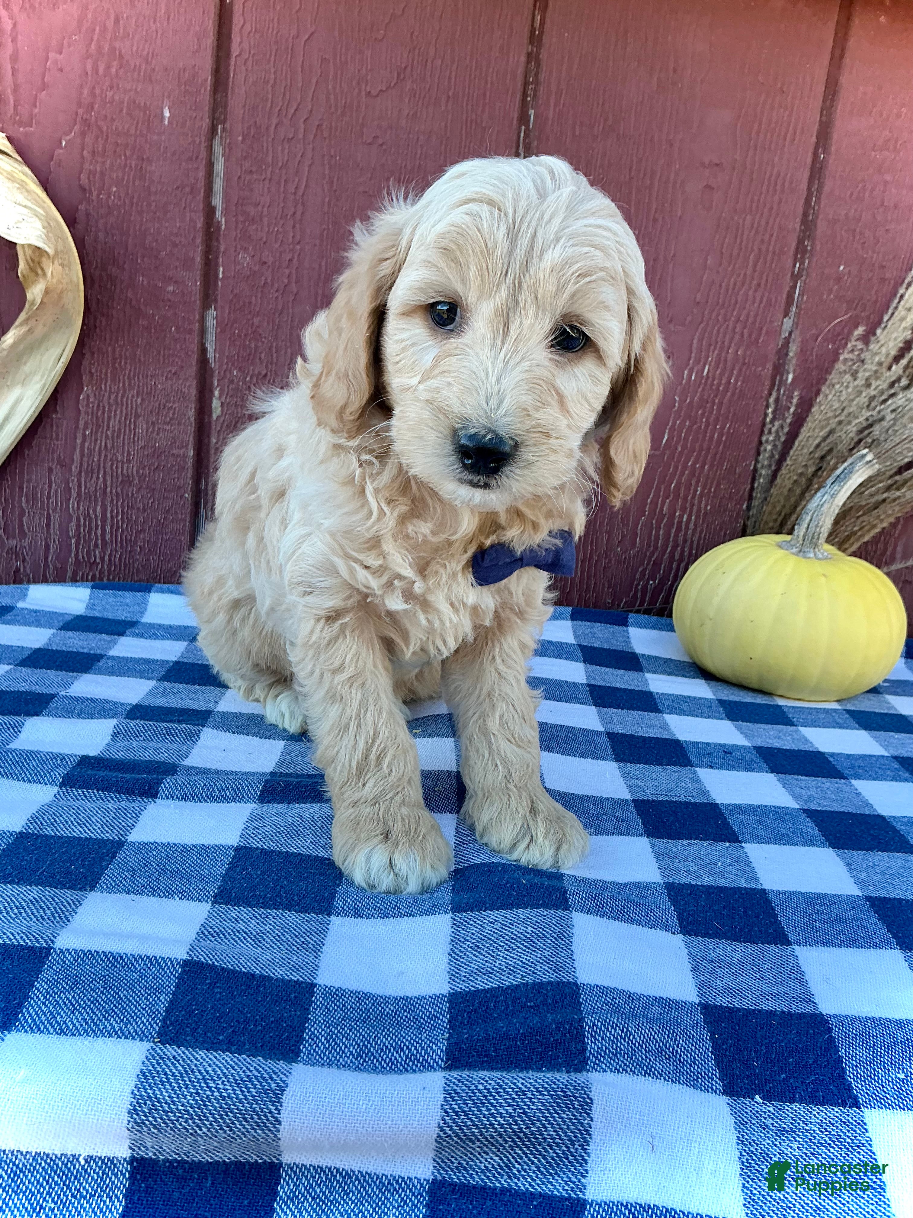 Mini Goldendoodle dogs for sale: Phin - Ad 2