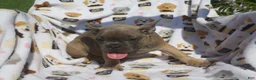 French Bulldog dogs for sale: French Bulldog 1 - Ad 5