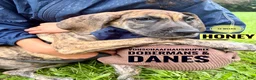 Great Dane dogs for sale: Honey - Ad 4