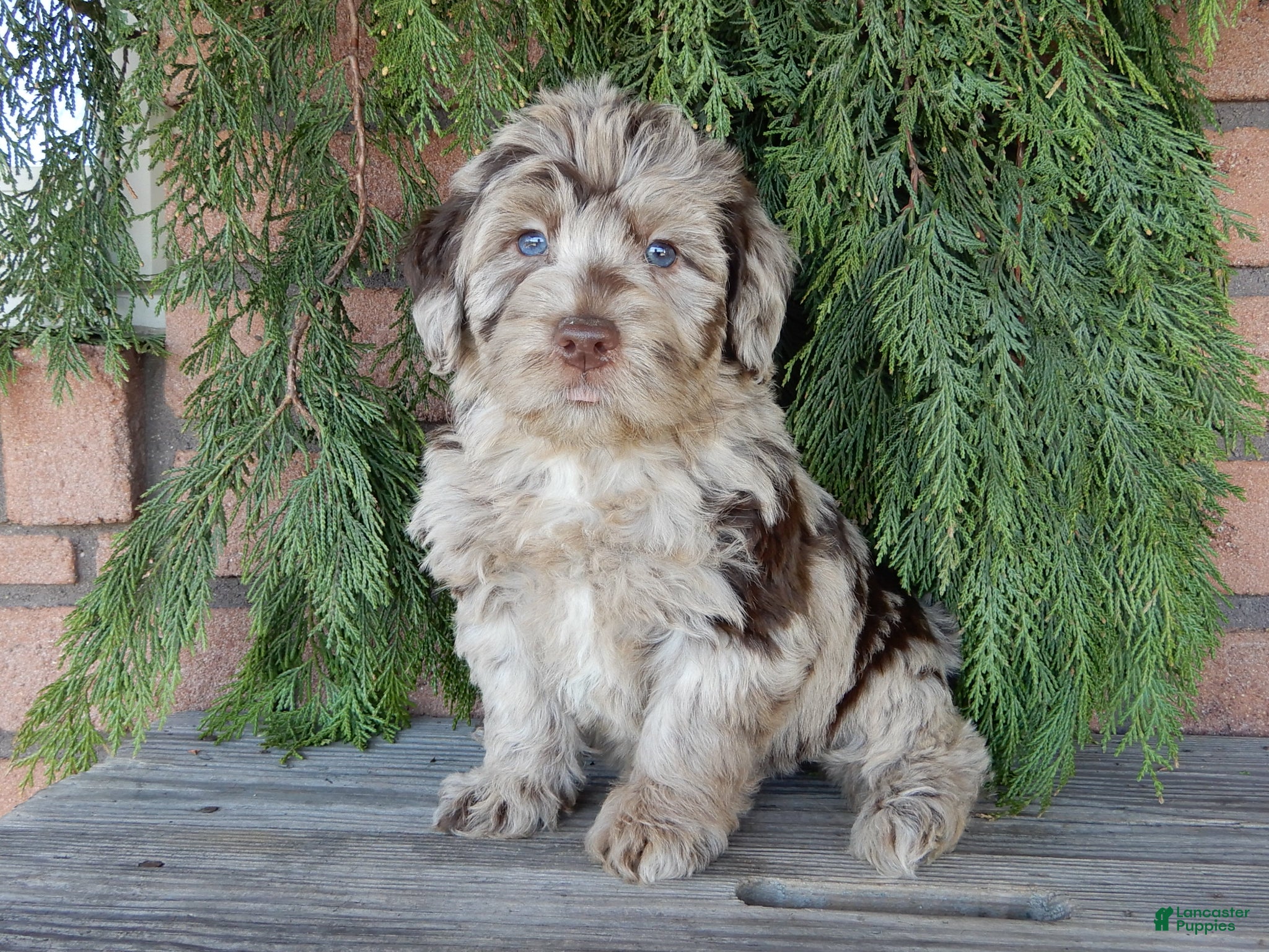 Labradoodle dogs Marshall  - Ad 26