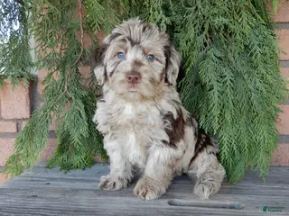 Labradoodle dogs Marshall - Ad 26