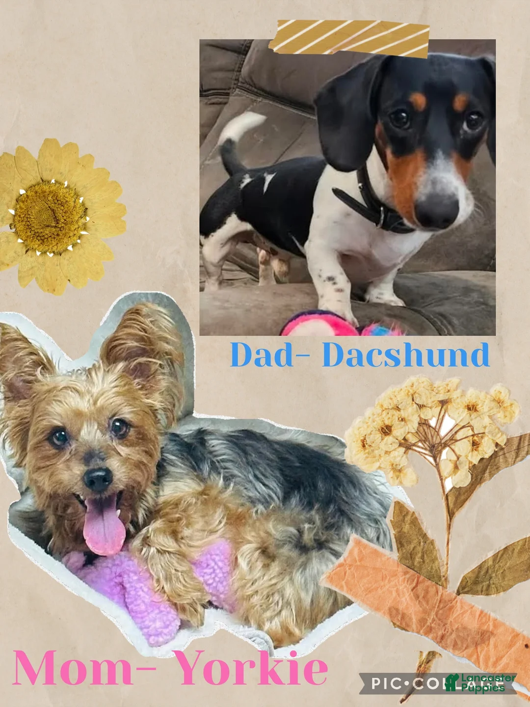 Dorkie dogs for sale: MYLO - Ad 2