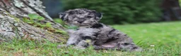 Miniature Poodle dogs for sale: Dustin - Ad 6