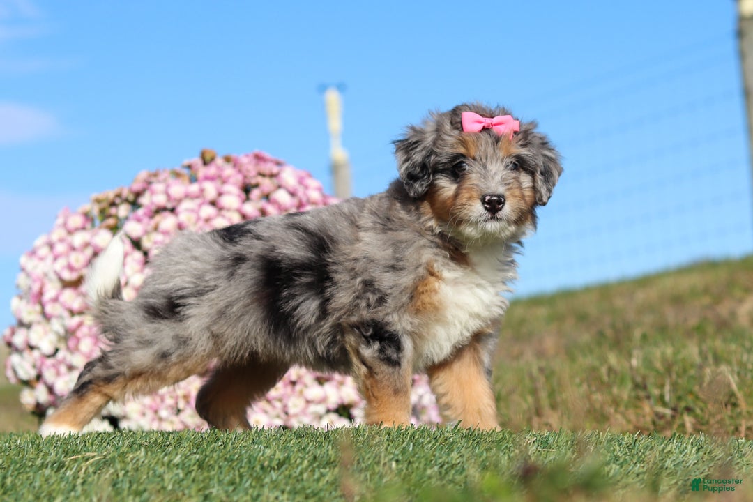 Mini Bernedoodle dogs for sale: Tilly - Ad 3