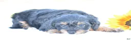Yorkiepoo dogs for sale: Adora - Ad 3