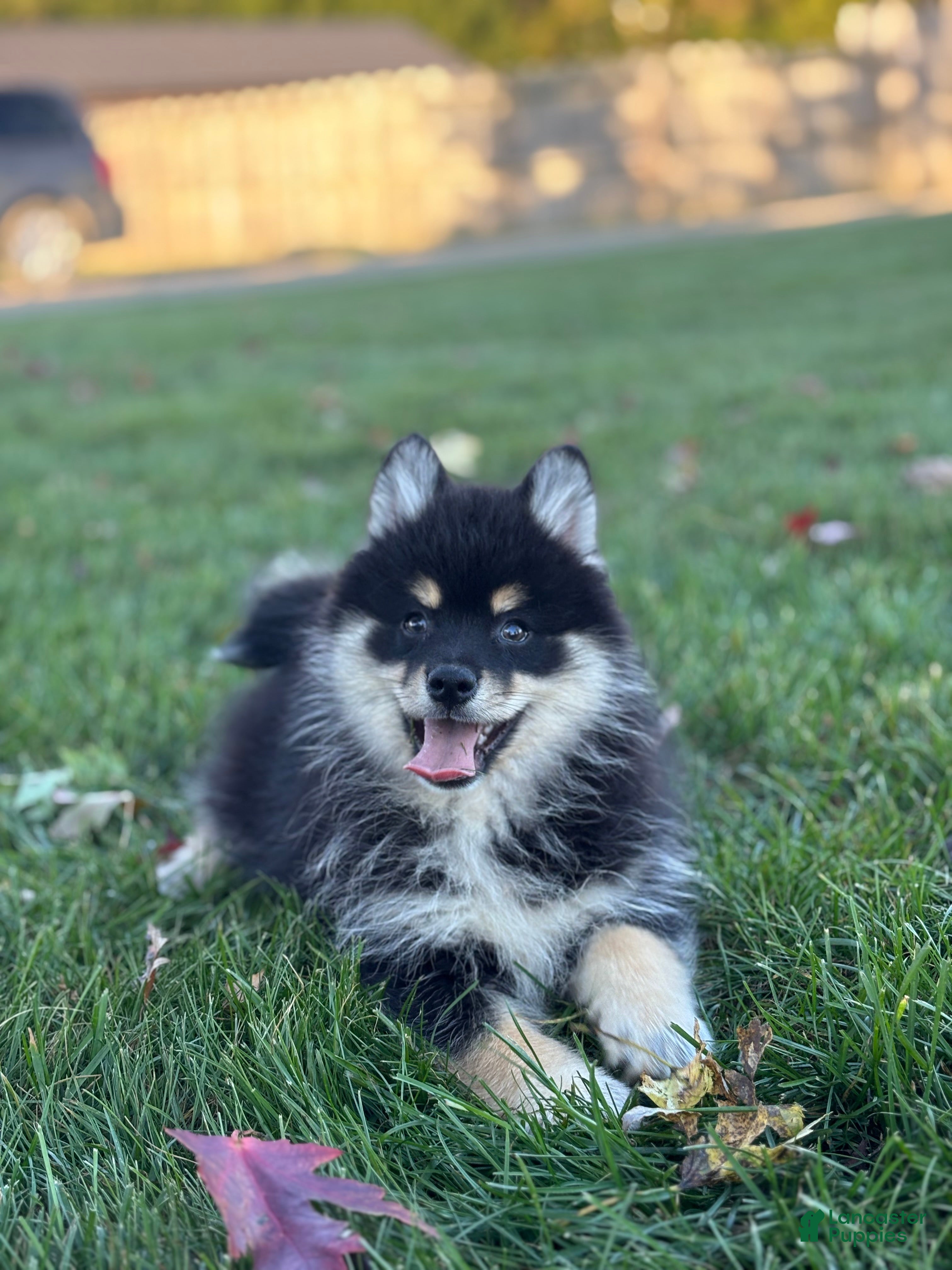 Pomsky dogs for sale: Sawyer - Ad 2
