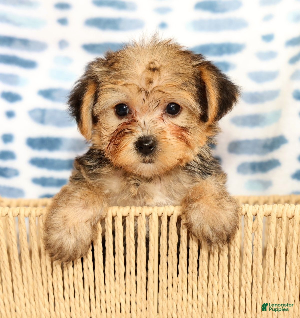 Yorkshire Terrier dogs Ginger - Ad 2