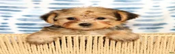 Yorkshire Terrier dogs for sale: Ginger - Ad 2