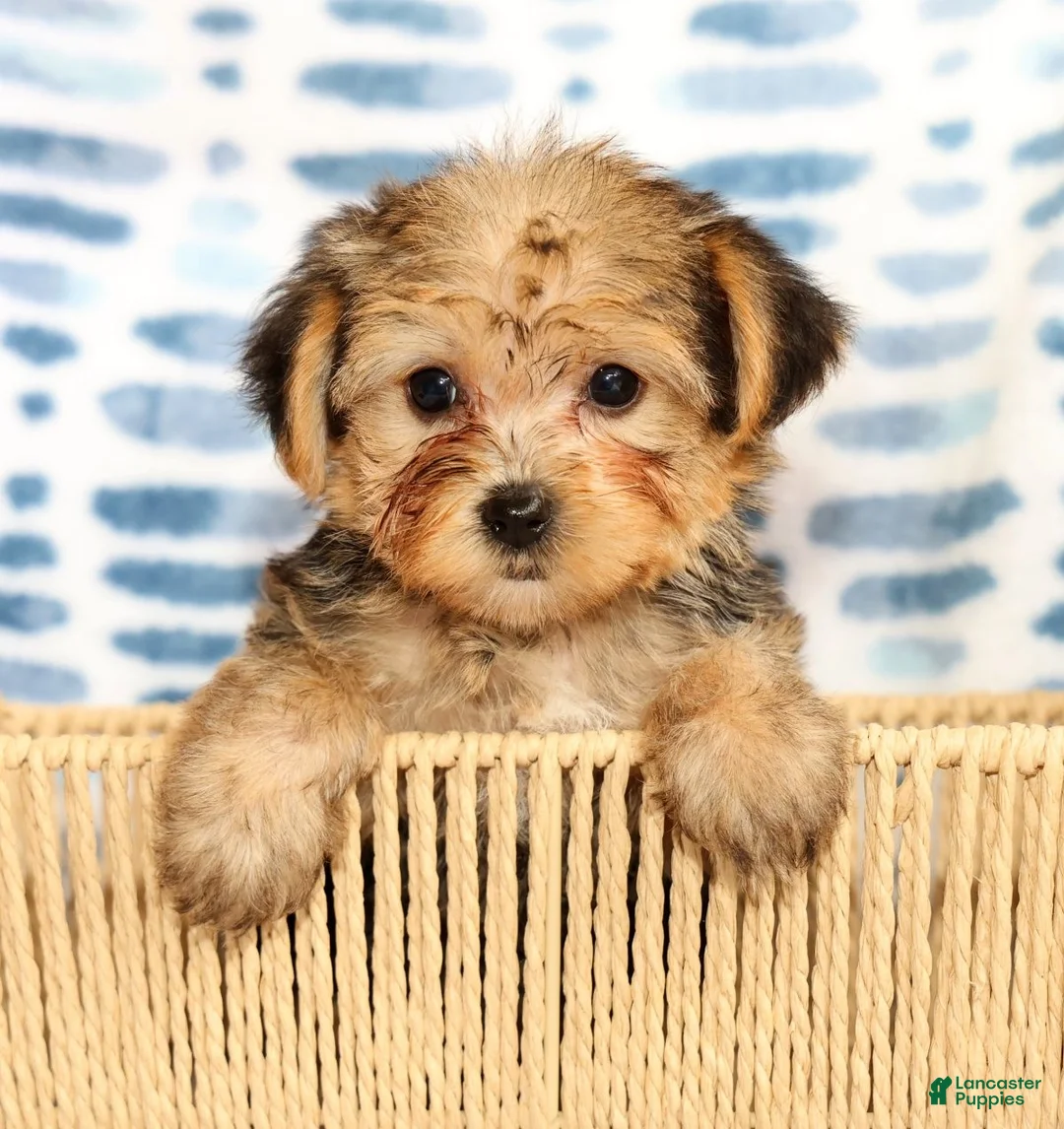 Yorkshire Terrier dogs for sale: Ginger - Ad 2