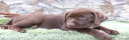 Labrador Retriever dogs for sale: Tucker - Ad 6