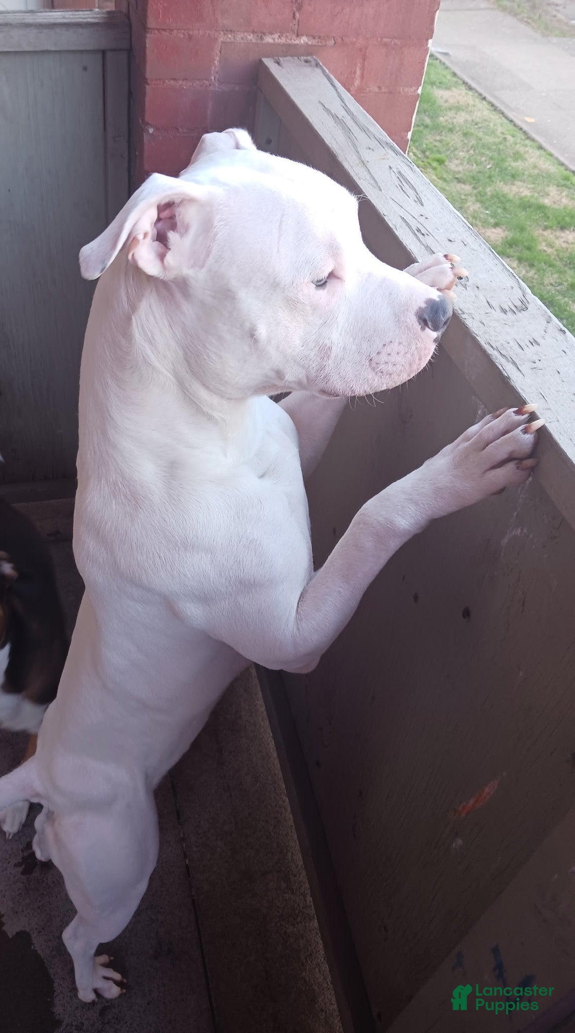 Capone 