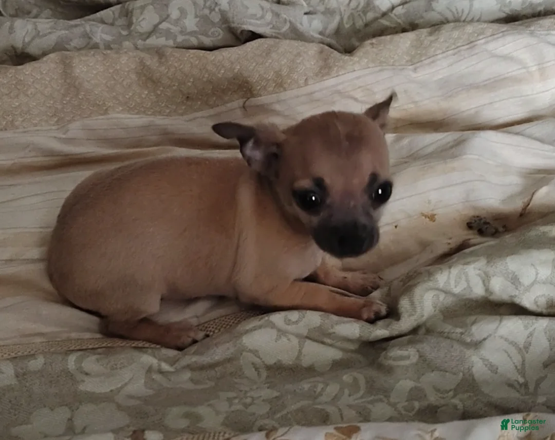 Chihuahua dogs for sale: Chihuahua Puppy 2 - Ad 1
