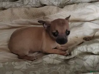 Chihuahua dogs Chihuahua Puppy 2 - Ad 31