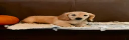 Miniature Dachshund dogs for sale: Tazer - Ad 4