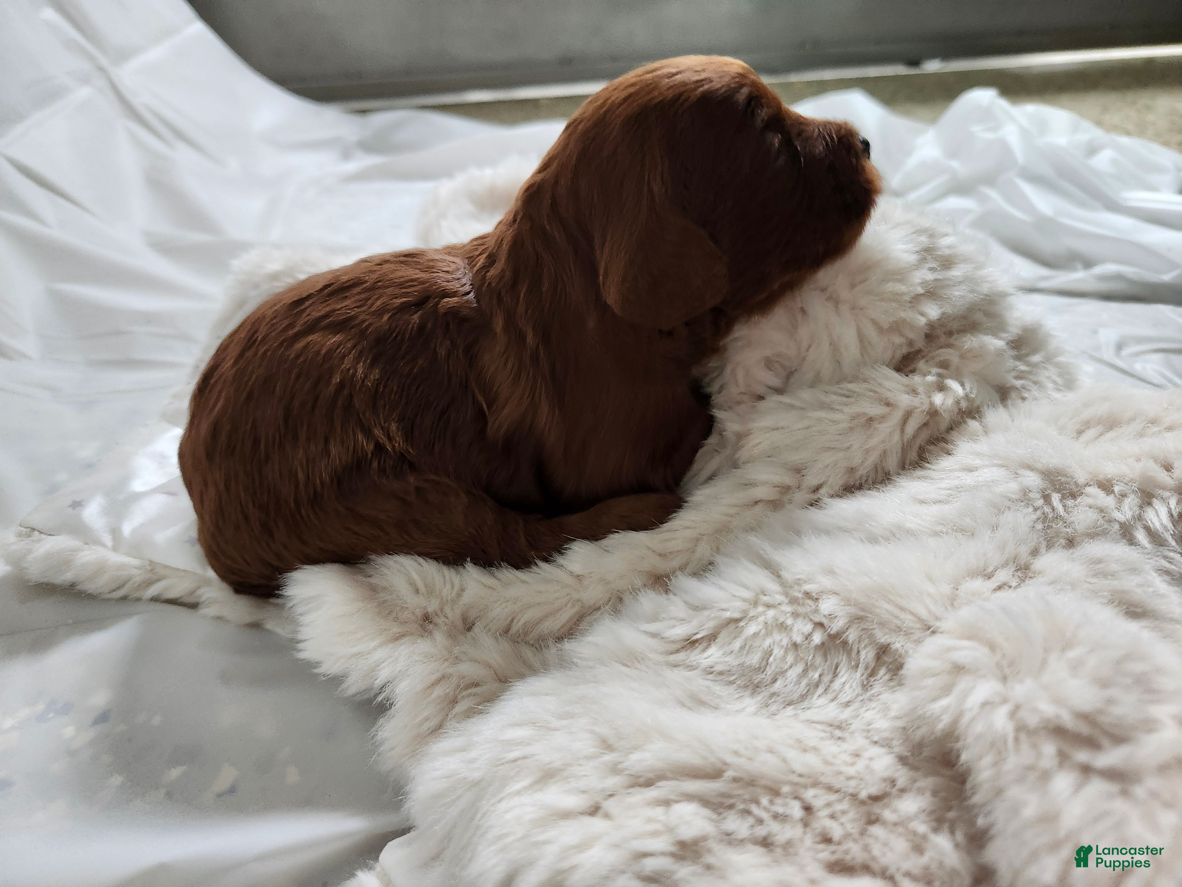 Cavapoo dogs Fern  - Ad 2