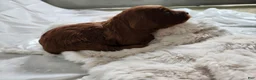 Cavapoo dogs for sale: Fern  - Ad 2