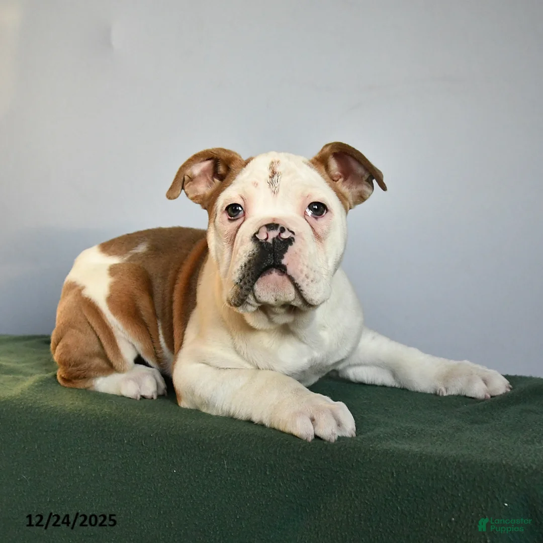 Mixed Breed dogs for sale: Max - Ad 3