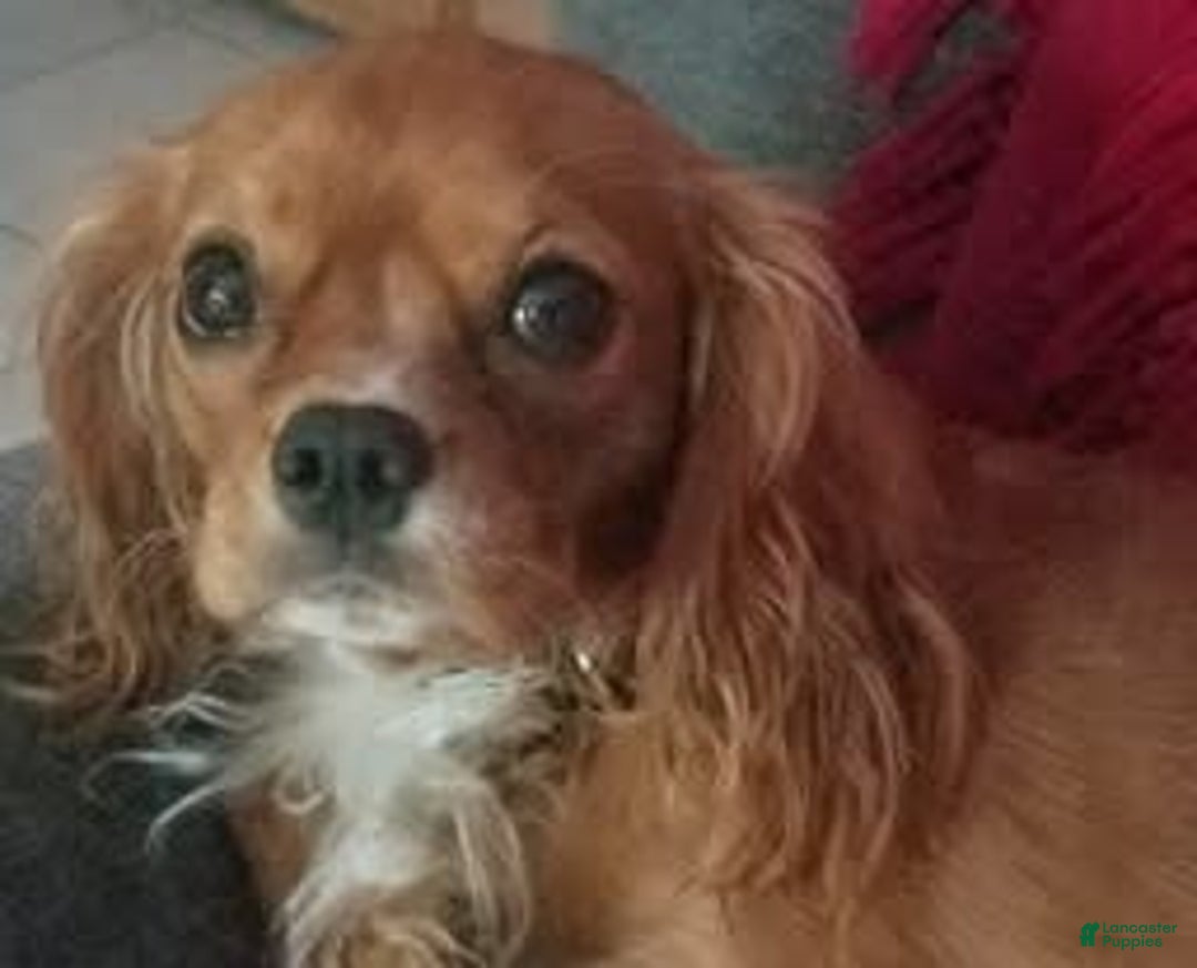 Gallery Image {{count}}