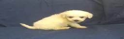Maltipoo dogs for sale: Paris - Ad 4