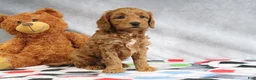 Mini Goldendoodle dogs for sale: Athena - Ad 3