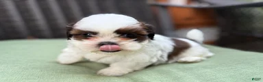 Shih Tzu 3 it’s a male not female