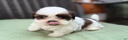 Shih Tzu dogs for sale: Shih Tzu 3 it’s a male not female - Ad 1