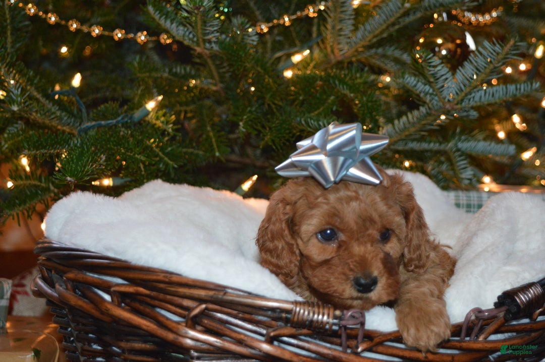 Cavapoo dogs for sale: Angel - Ad 3