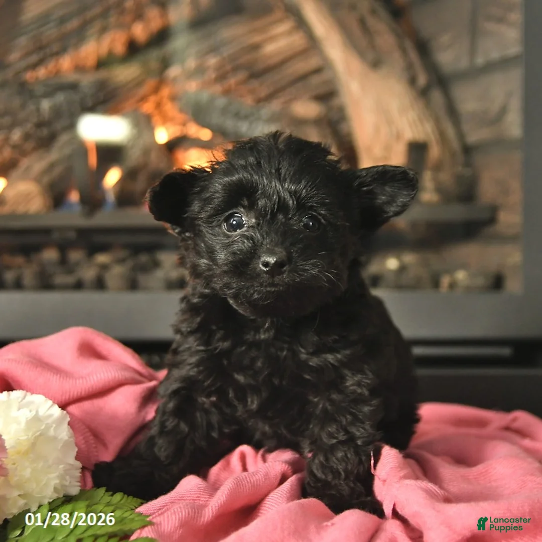 Yorkiepoo dogs for sale: Magnolia  - Ad 1