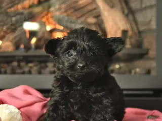 Yorkiepoo dogs Magnolia - Ad 35