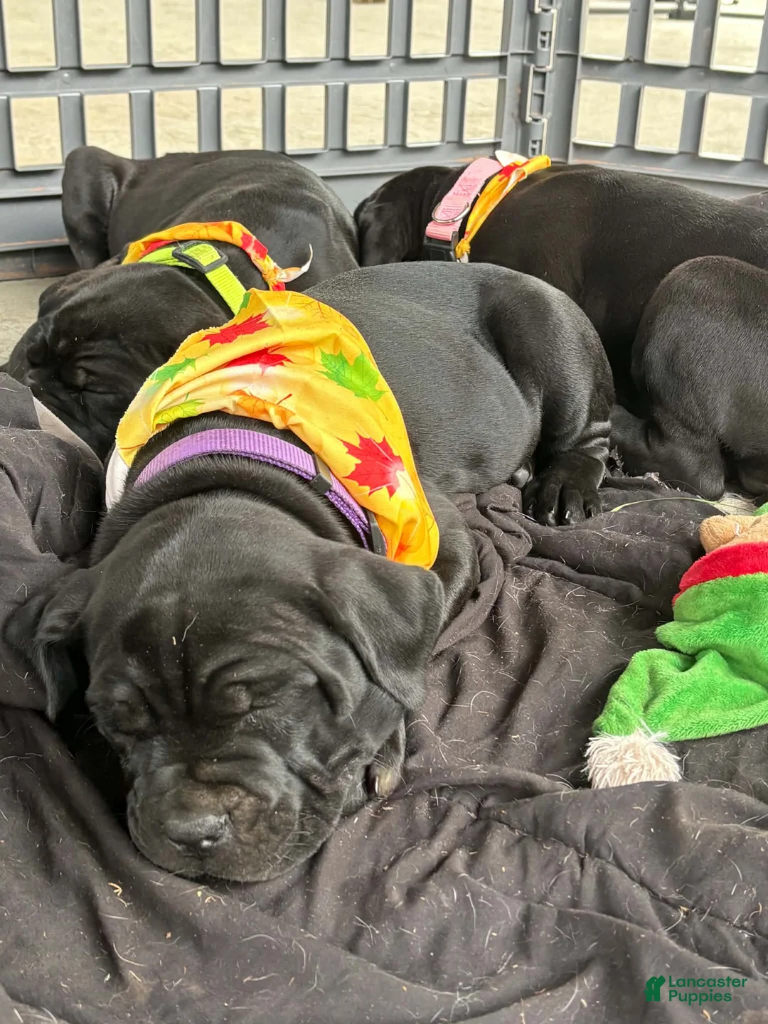 Cane Corso dogs for sale: Purple - Ad 2