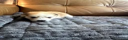 Mixed Breed dogs for sale: Chunk - Boy - Ad 8