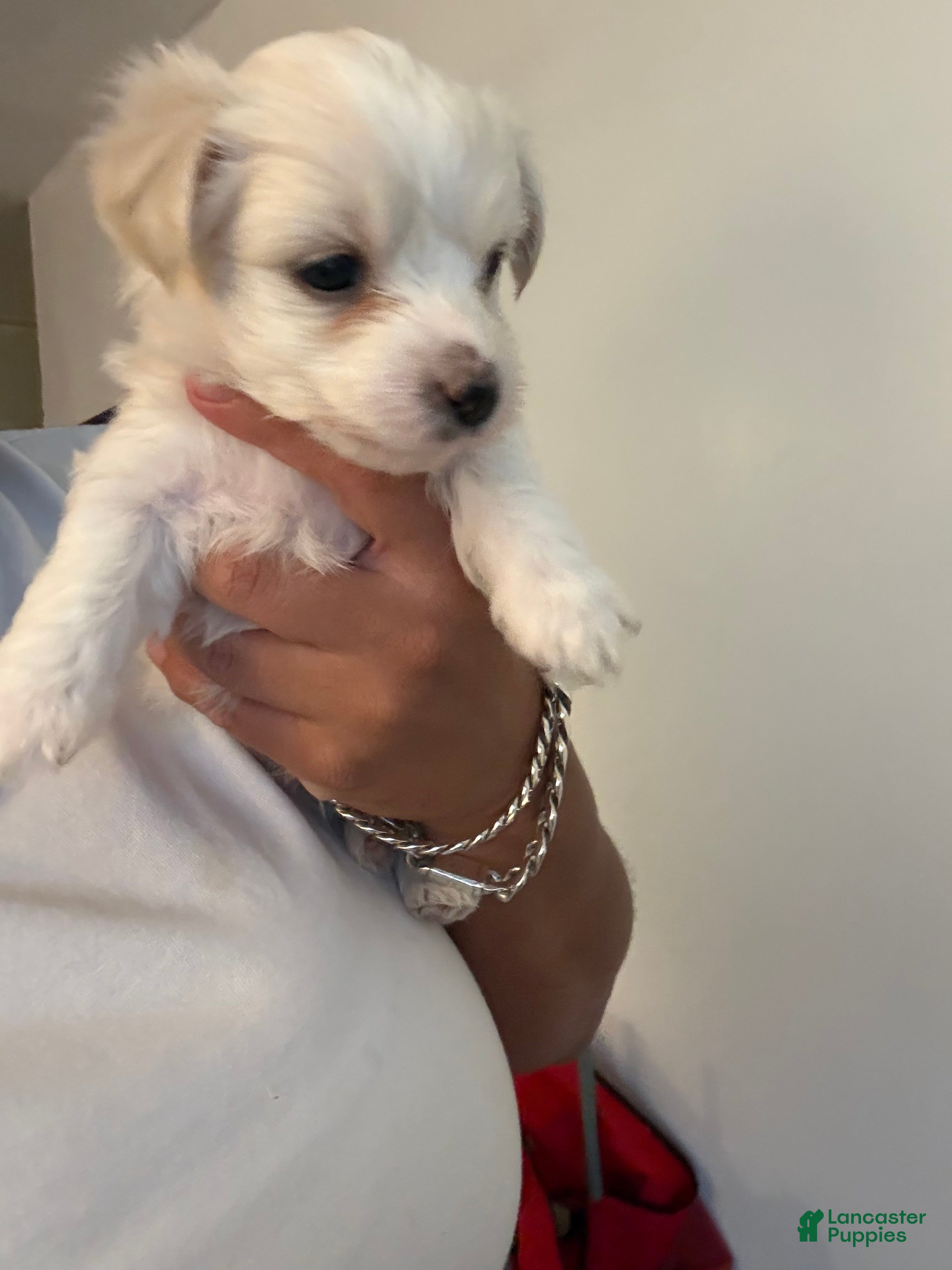 Morkie dogs Morkie 1 - Ad 31