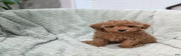 Toy Poodle dogs for sale: June - Ad 6