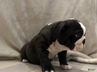 English Bulldog dogs Cindy Lou - Ad 19