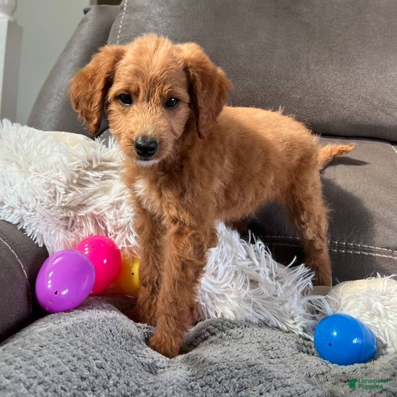 Mini Goldendoodle dogs Lucy (Micro Mini Girl) - Ad 2