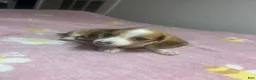 Miniature Dachshund dogs for sale: Miniature Dachshund Puppy 1 - Ad 1