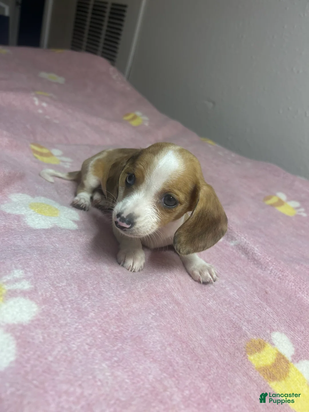 Miniature Dachshund dogs for sale: Miniature Dachshund Puppy 1 - Ad 1