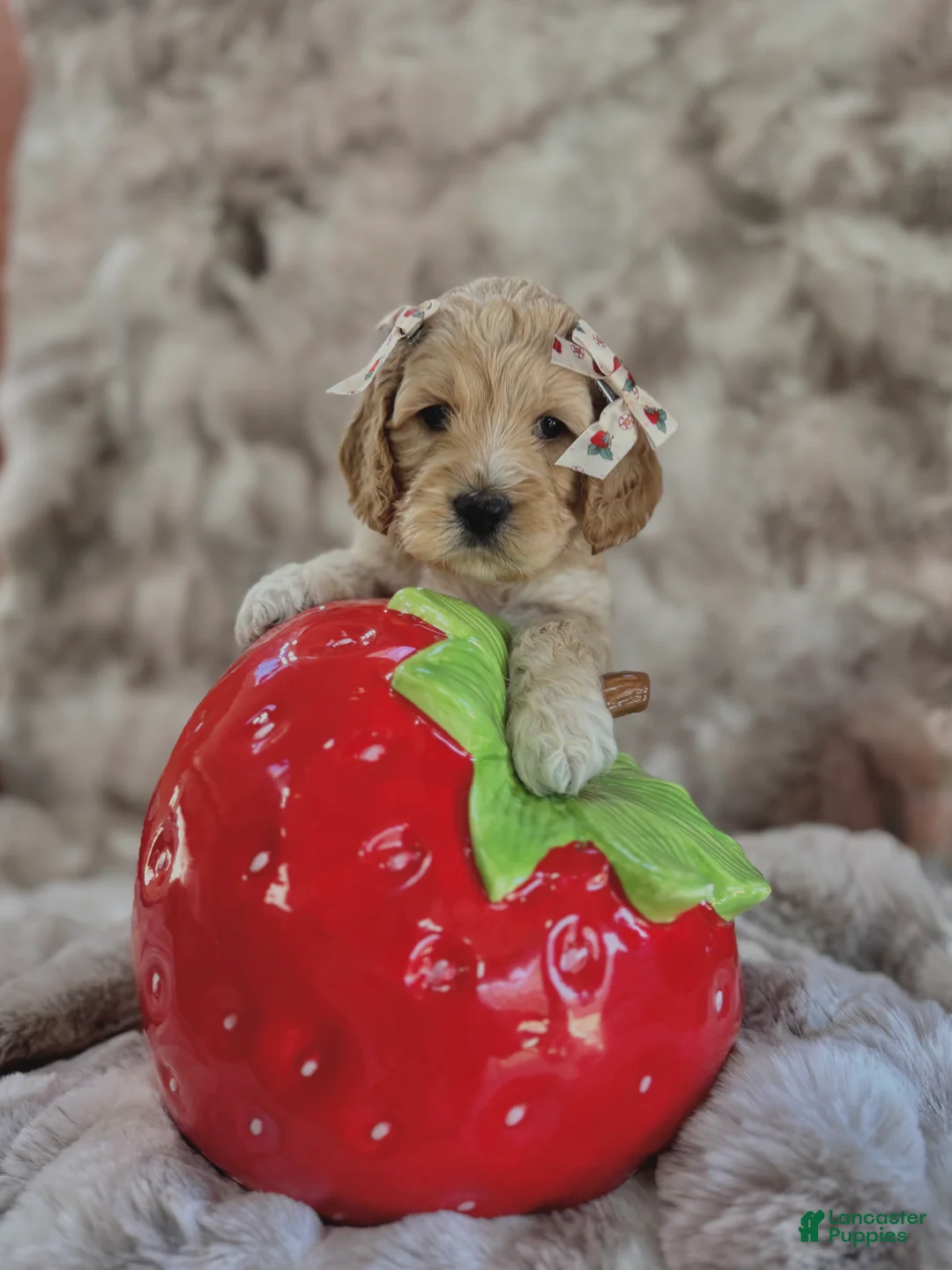Cockapoo dogs for sale: Cockapoo Puppy 7 - Ad 1