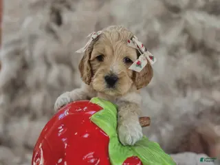 Cockapoo dogs Cockapoo Puppy 7 - Ad 9