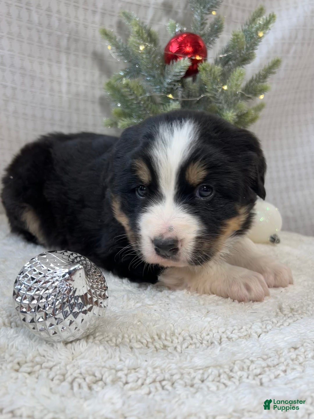 Mixed Breed dogs for sale: Jill - Ad 4