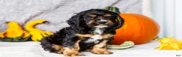 Cocker Spaniel dogs for sale: Zeston - Ad 4