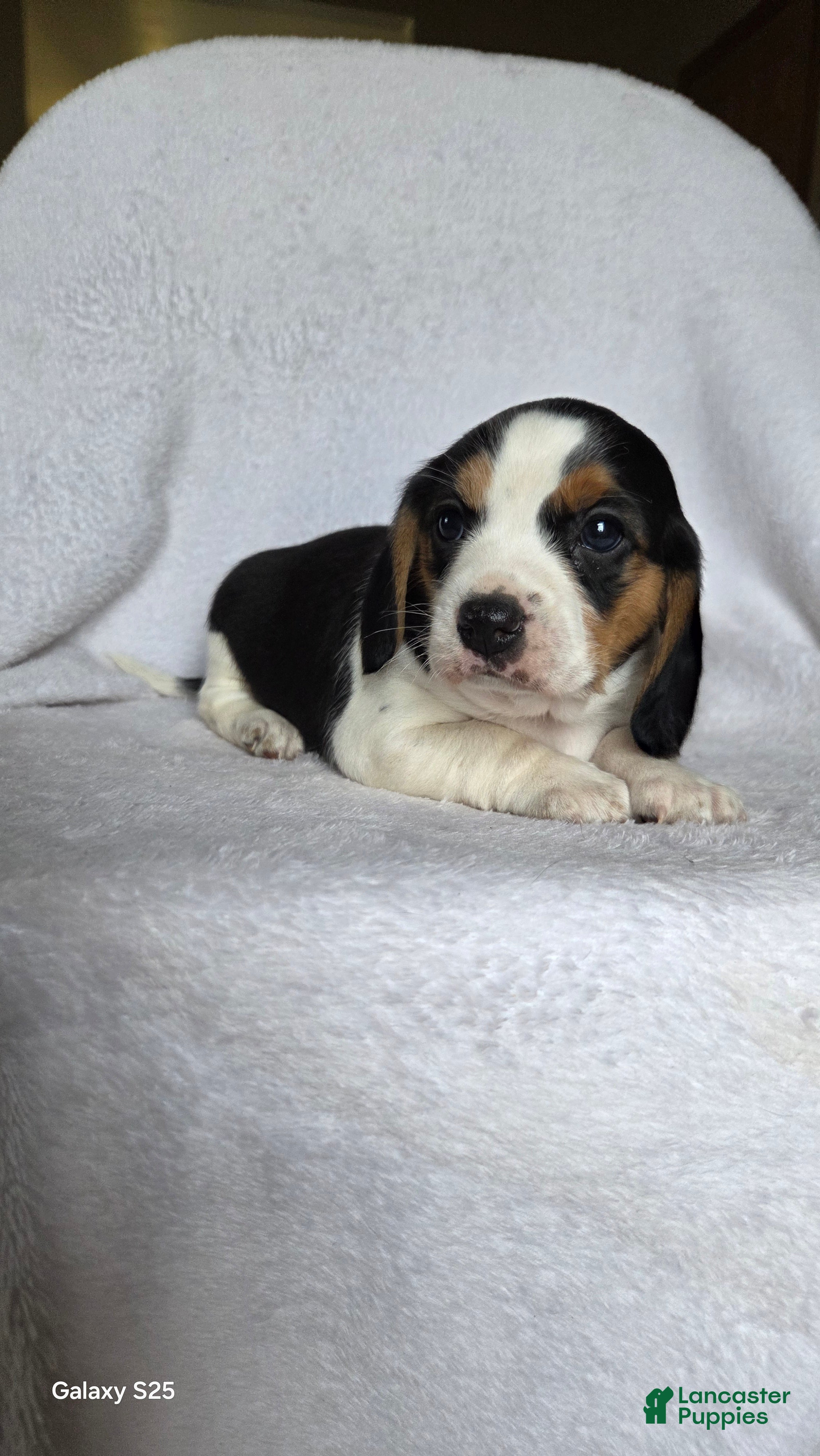 Beagle dogs Rusty - Ad 16